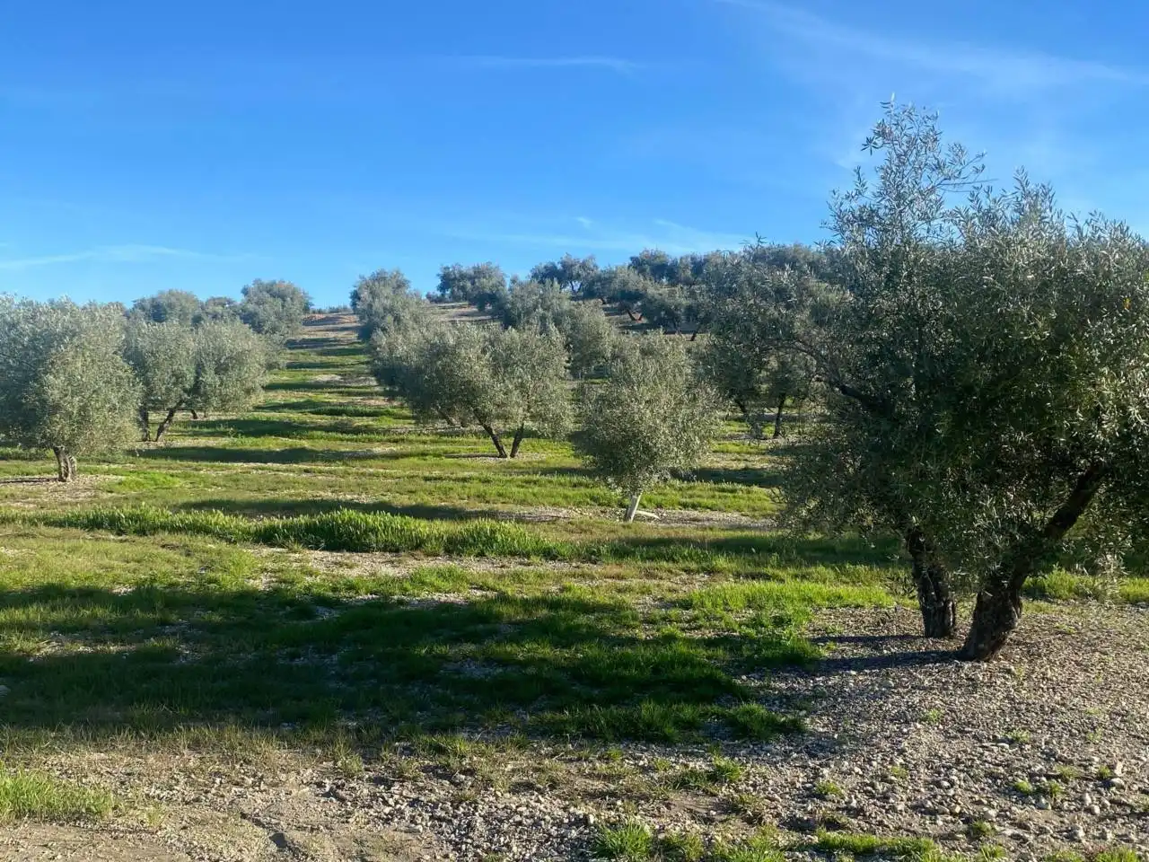 Terreni e lotti in vendita a Camino Porcuna