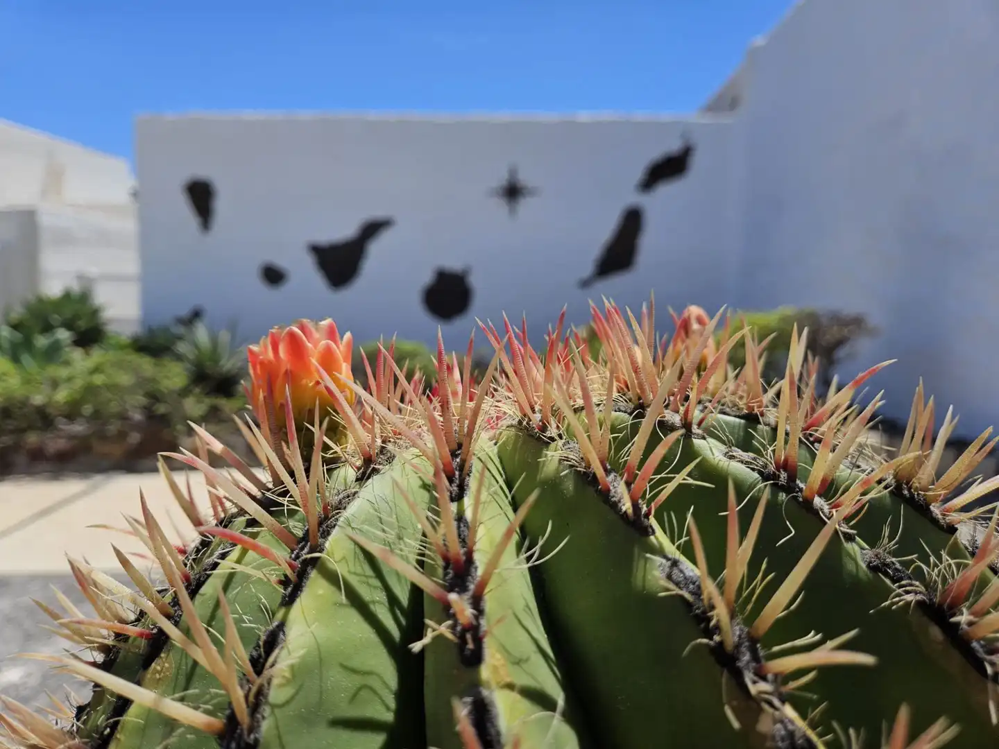 Garten von Wohnung zur Miete in Arico mit Terrasse, Möbliert und Gemeinschaftspool