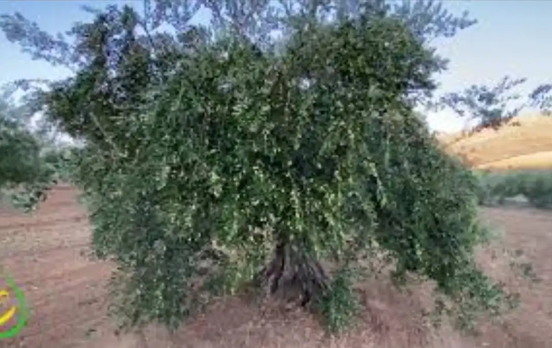 Terreno rustico in vendita a CV-923 1, imagen 2