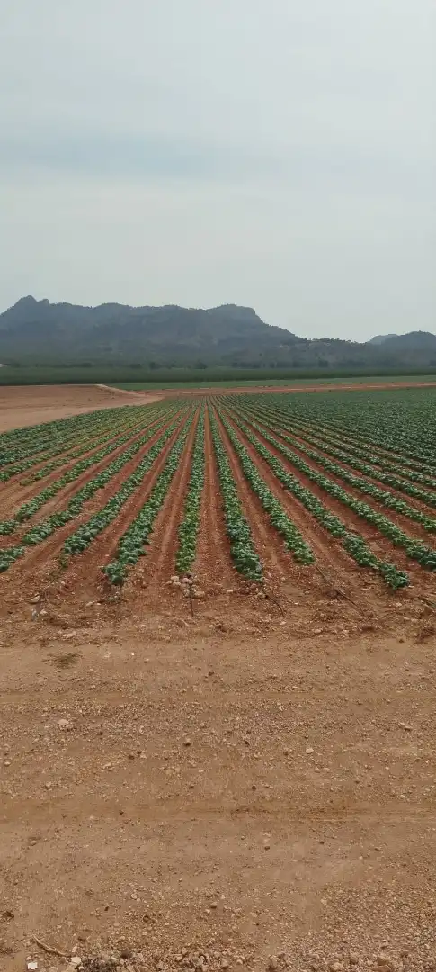 Terreno en venta en Villena