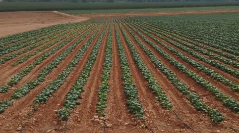 Photo 3 of Land for sale in Cv-809, 171, Partidas Norte, Alicante