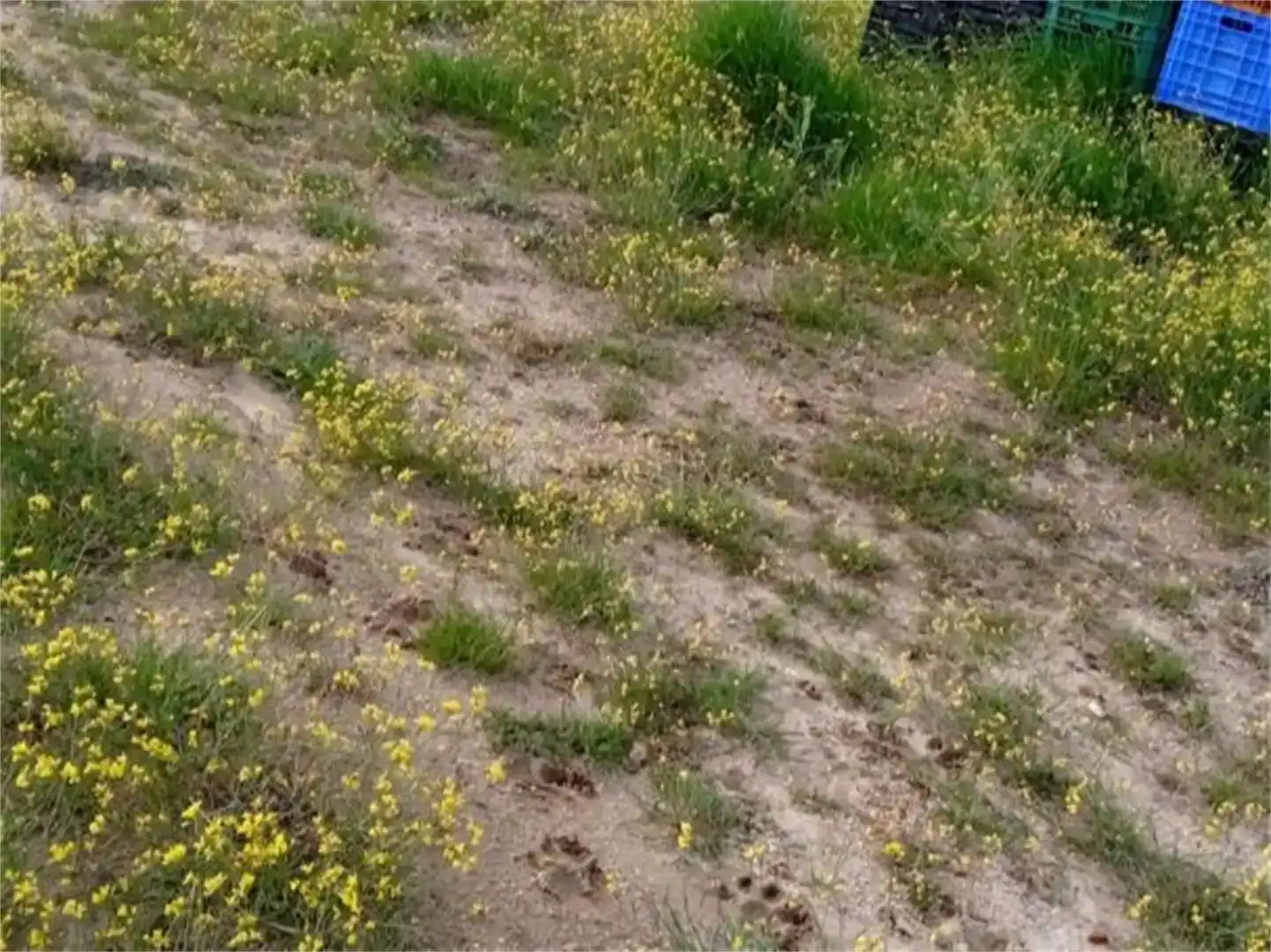 Land for sale in Escalona, Toledo
