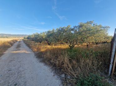 Terreny rústic en venda a Pedanías Oeste