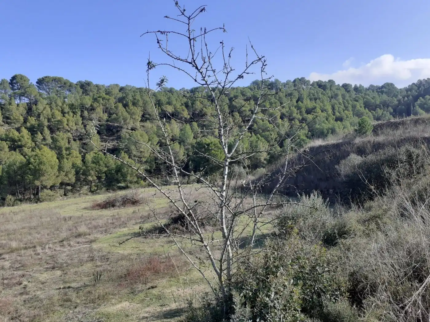 Finca rústica en venda en Ginestar