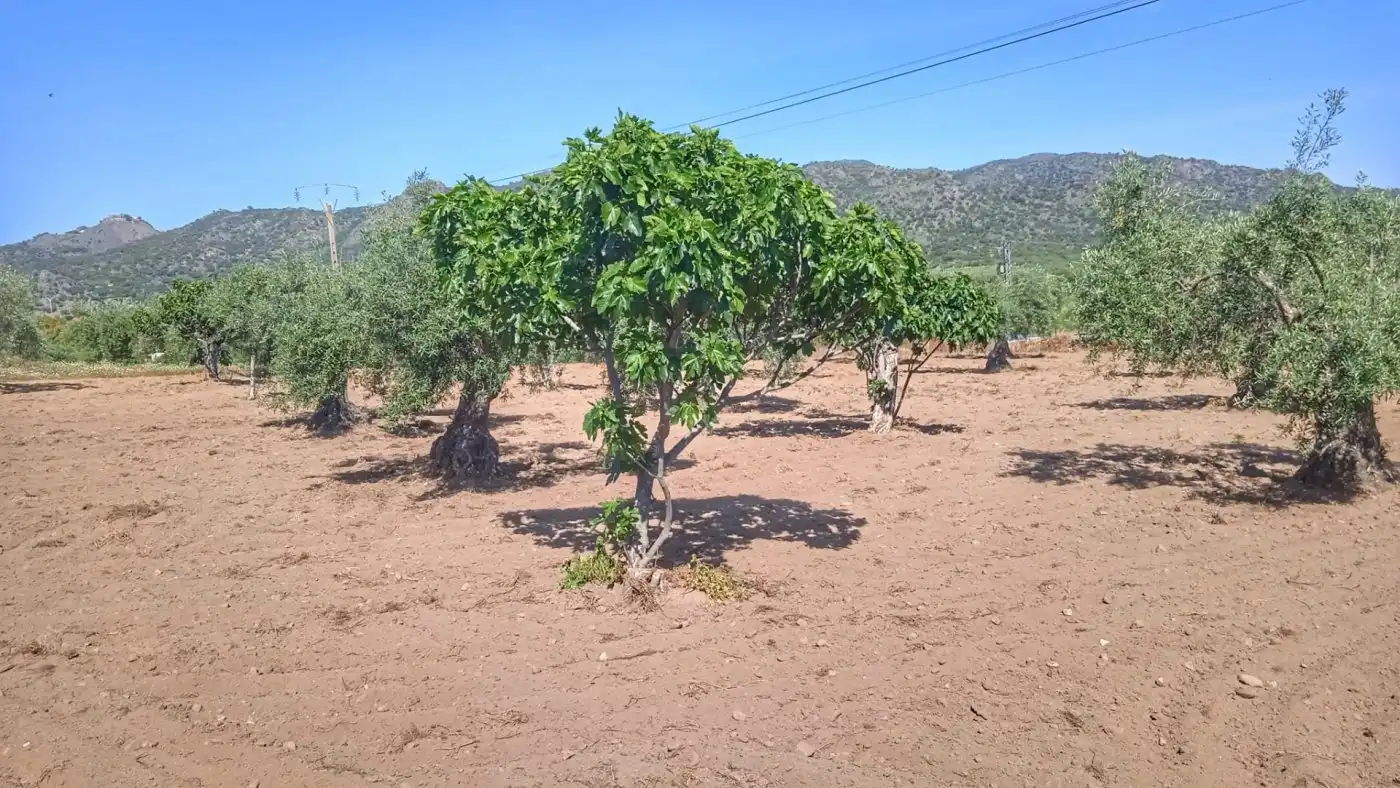 Casa o chalet en venta en Montánchez