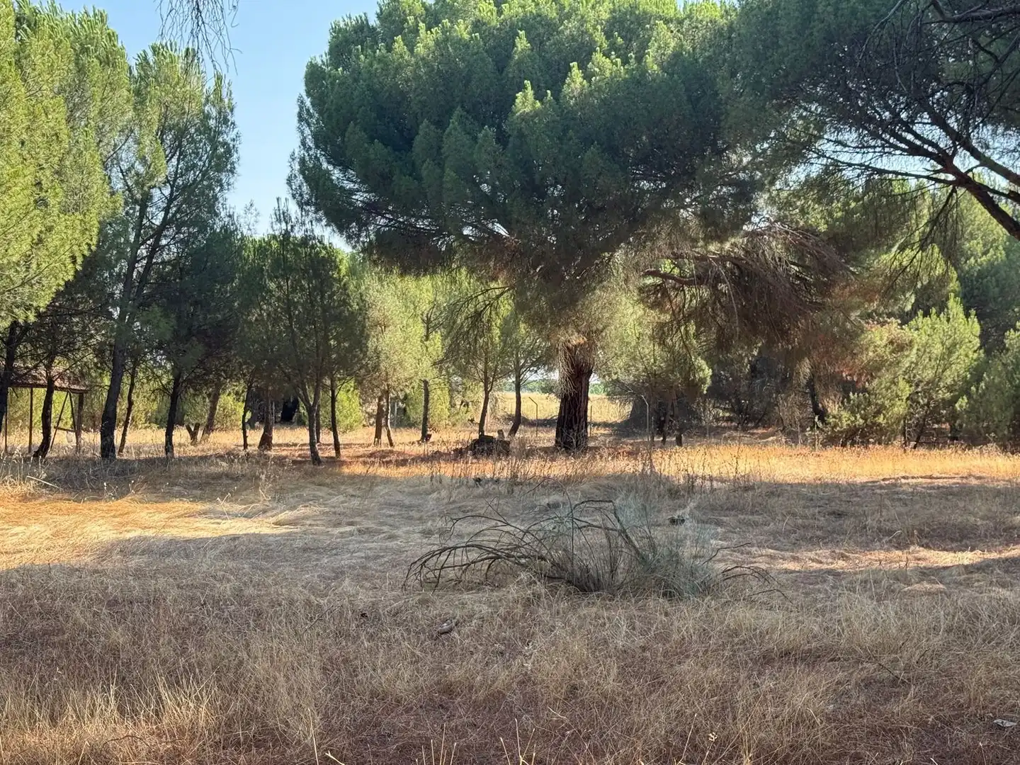Rural land for sale in Camino del Serrano, imagen 4