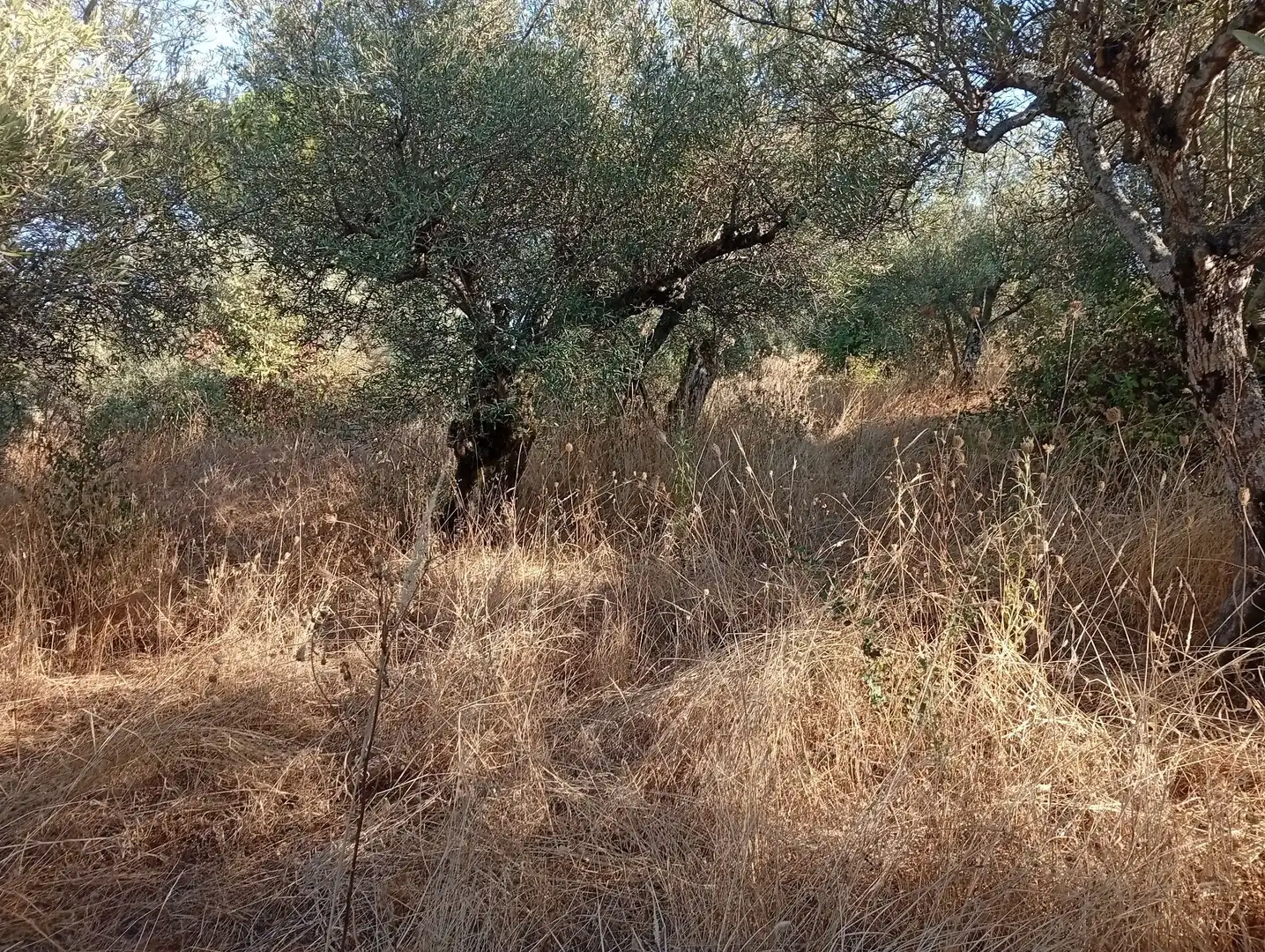 Terreni e lotti in vendita a Villanueva de la Vera, imagen 27