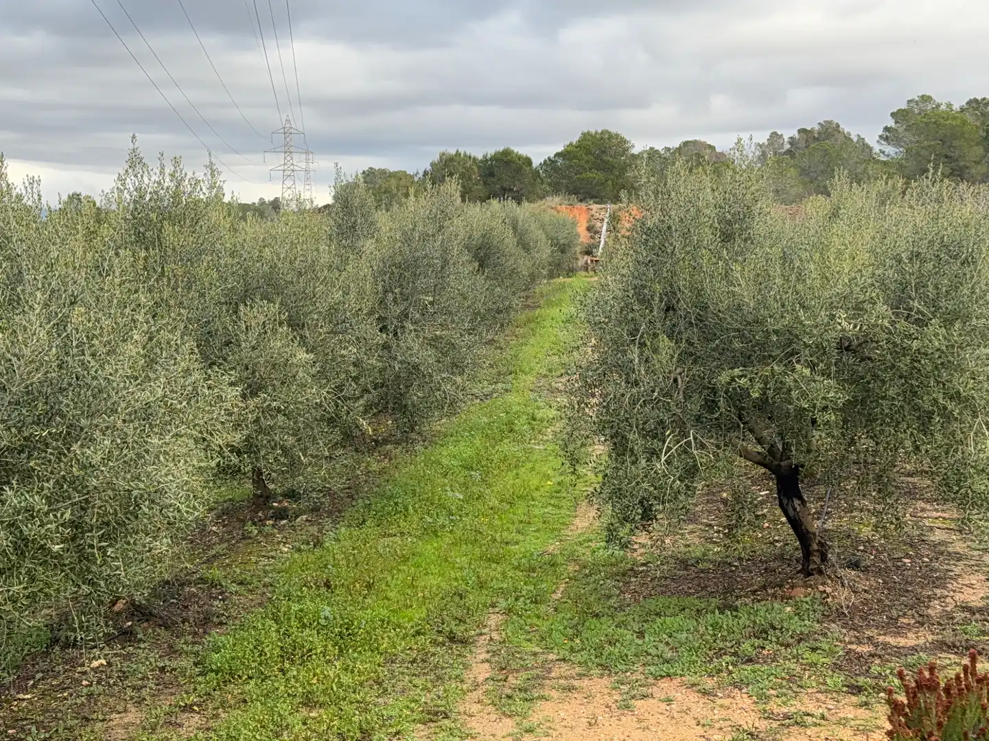 Terrain rustique à vendre à Carretera a la Maso 1G, imagen 17