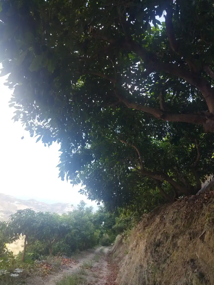 Vista exterior de Finca rústica en venda en Almuñécar amb Jardí privat, Terrassa i Piscina