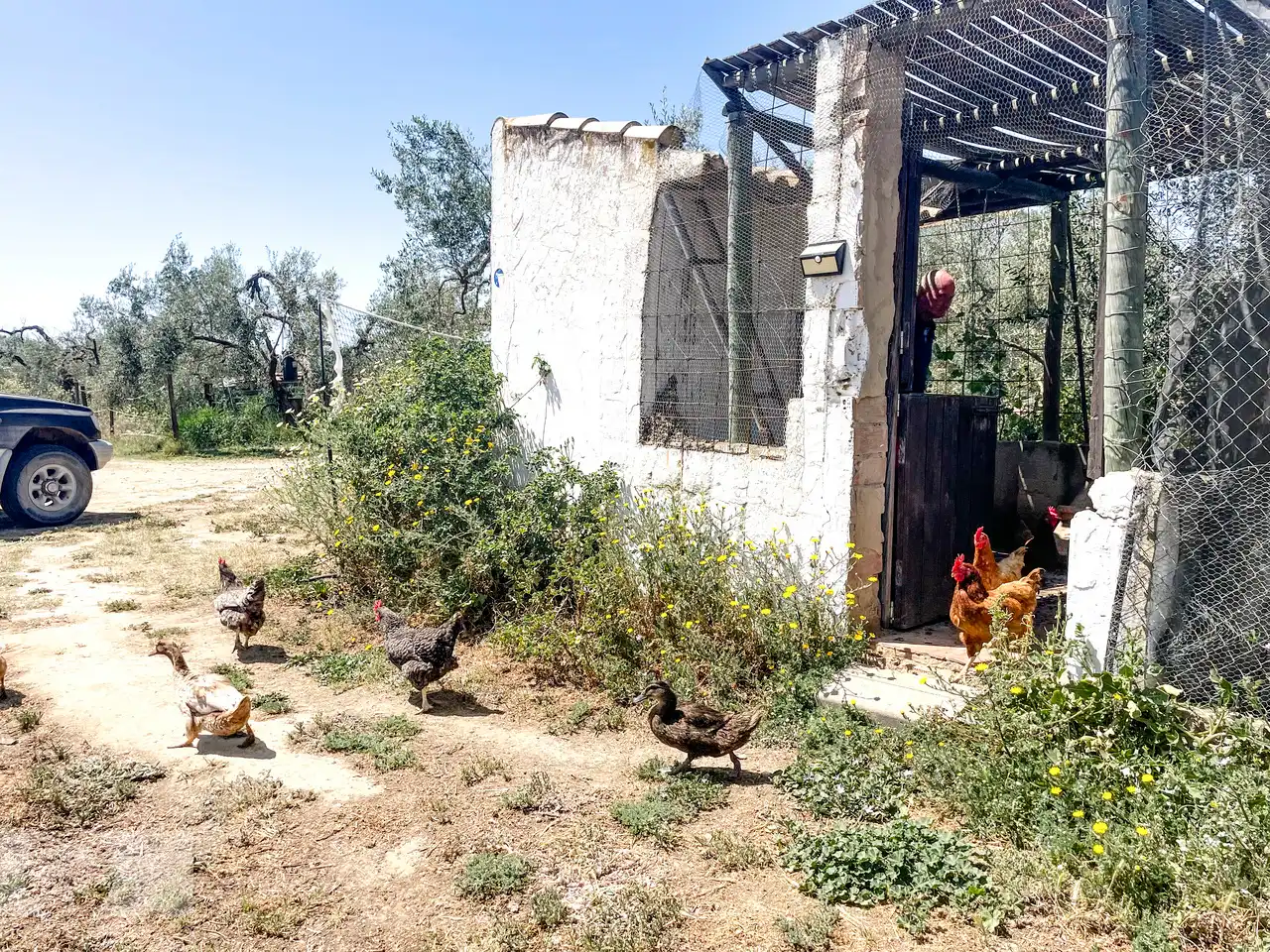 Casa rústica en venda a Almonte ciudad, imagen 31