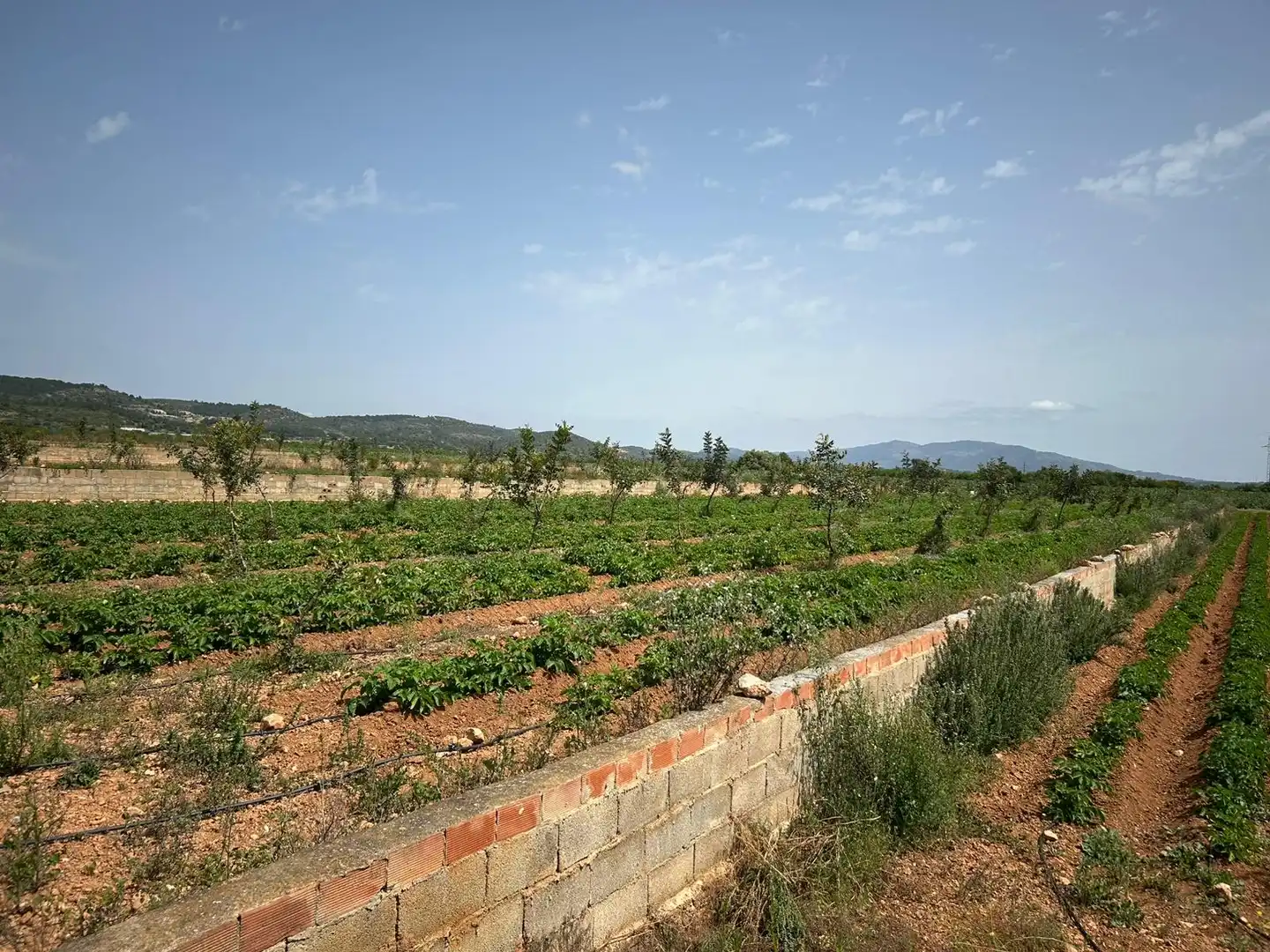 Rural land for sale in Torreblanca, imagen 10