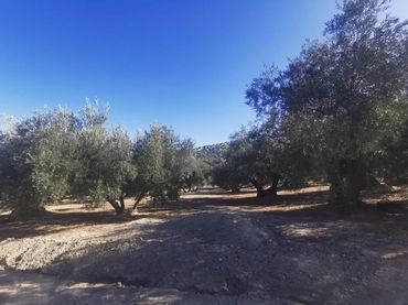 Terreno rustico in vendita a Priego de Córdoba