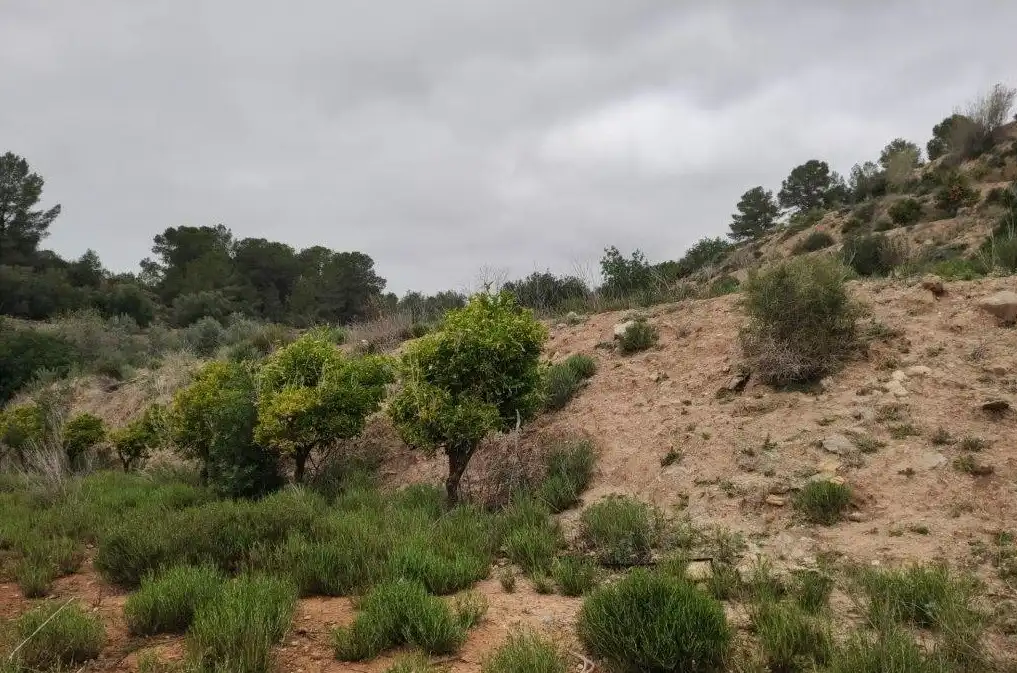 Terrain rustique à vendre à La Llosa de Ranes