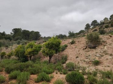 Terrain rustique à vendre à La Llosa de Ranes