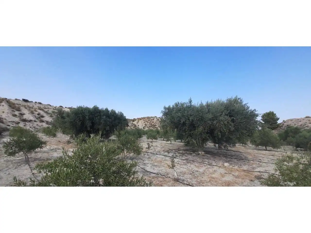 Rural land for sale in Calle MAYOR, imagen 24