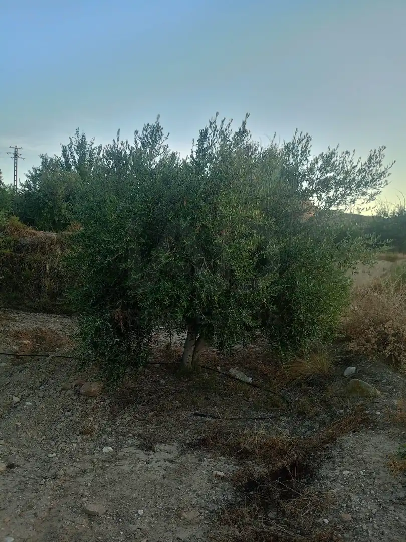 Residencial en venda en Lorca