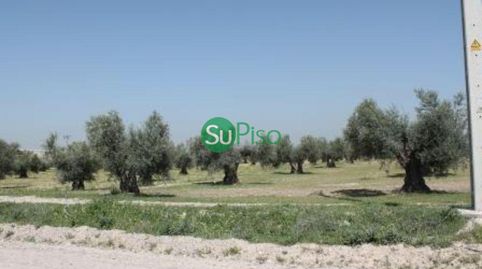 OLIVAR EN VENTA EN YELES, immagine 2