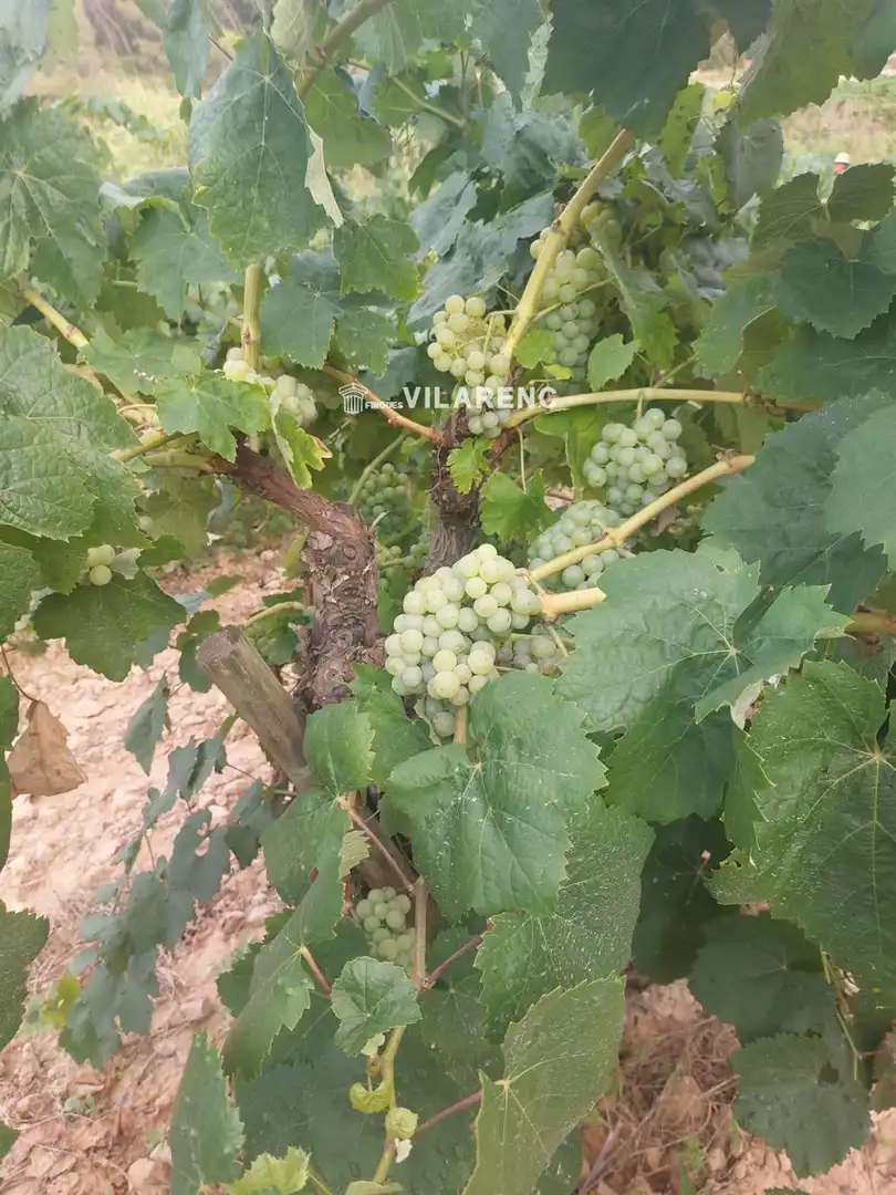 Rustikales Grundstück zum Verkauf in d'Albinyana, imagen 6