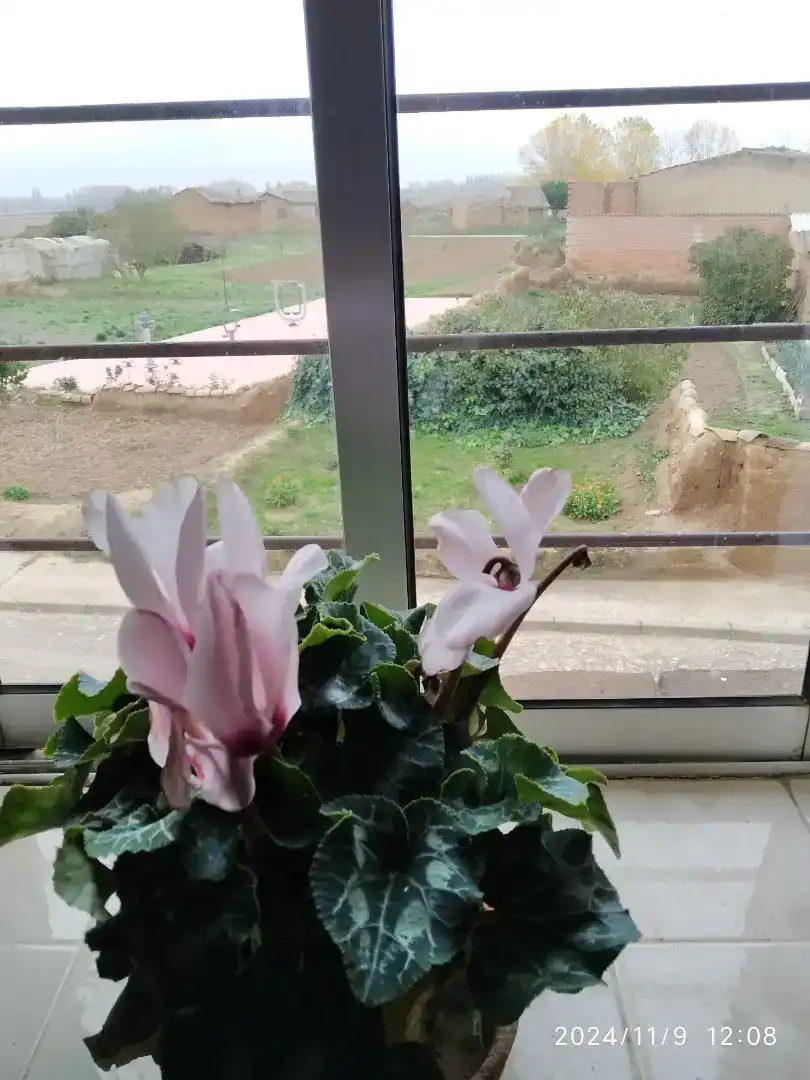Jardín de Casa o chalet en venta en Palacios de Riopisuerga con Jardín privado, Parquet y Trastero