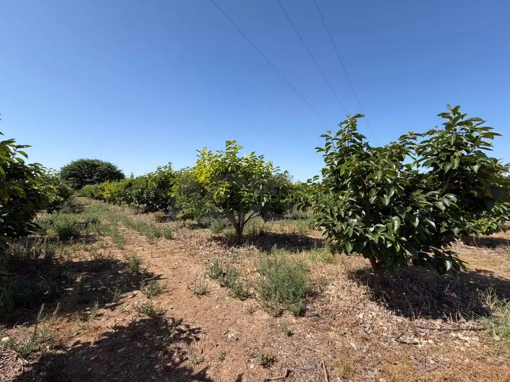 Finca rústica en venda en Carlet amb Jardí privat i Terrassa
