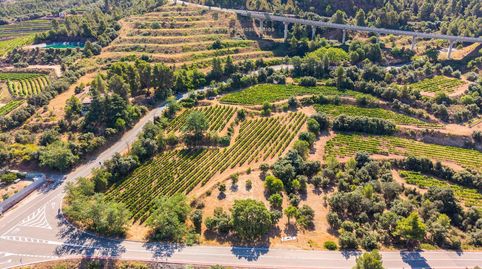 FINCA VITIVINÍCOLA ECOLÓGICA EN FALSET, image 5