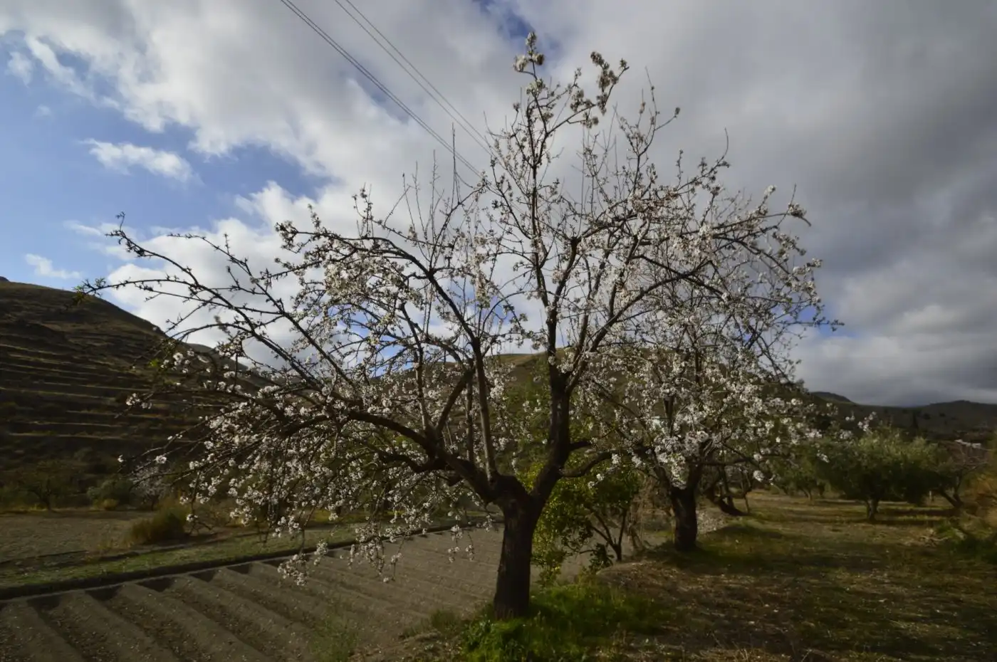 Finca rústica en venta en Gérgal