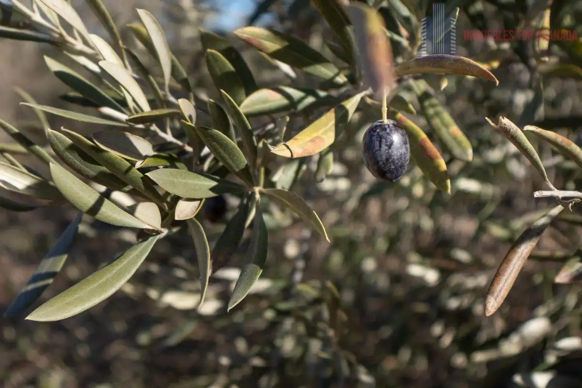 Terreni e lotti in vendita a Pago cortijo de las Monjas Parcela 19, imagen 24