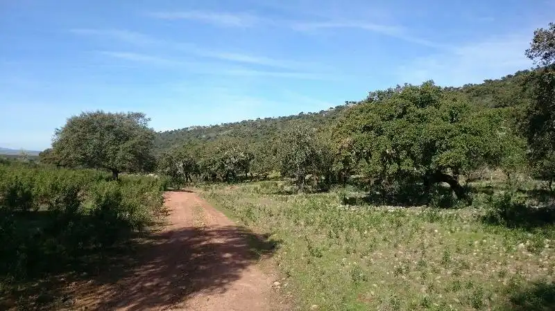 Land for sale in Salorino