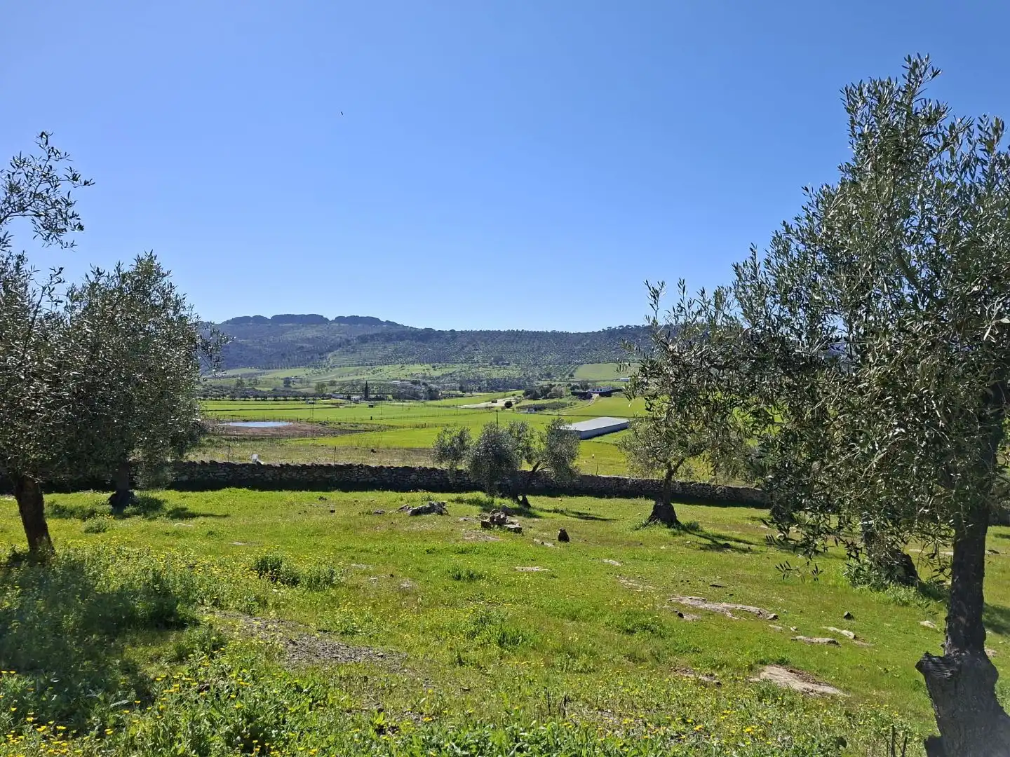 Country homes for sale in Zafra, Badajoz
