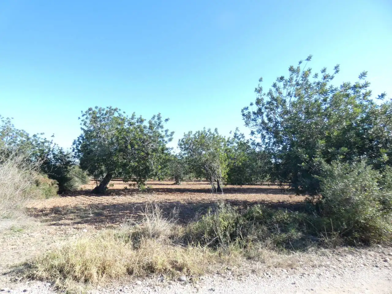 Terreno rustico in vendita a Calle PARTIDA PUIG, POLIGONO 3, imagen 3