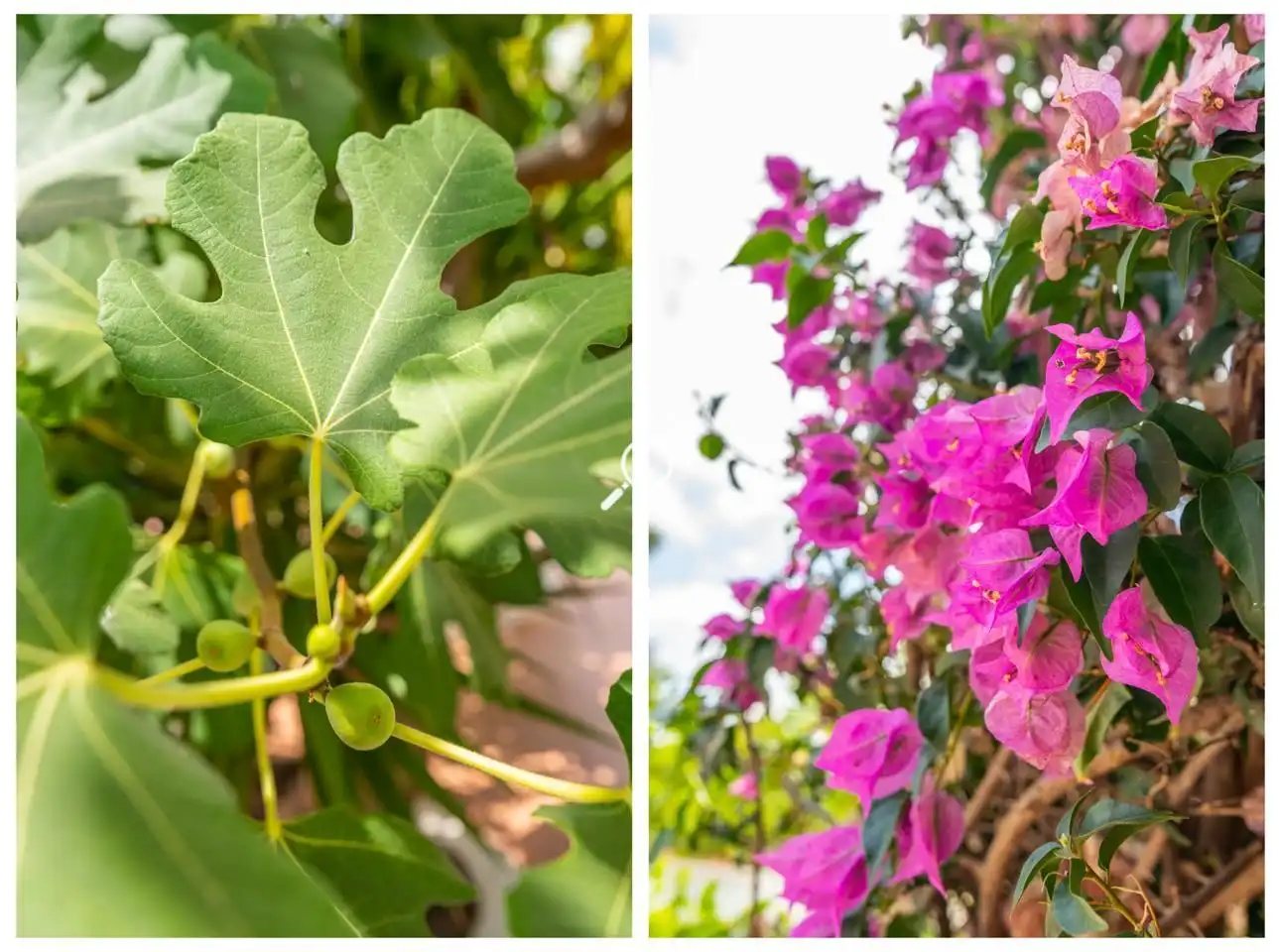 Jardí de Casa o xalet en venda en Alhaurín de la Torre amb Aire condicionat, Jardí privat i Terrassa