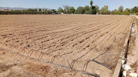 Campo kakis 10,25 han. guadassuar evols-ciscars