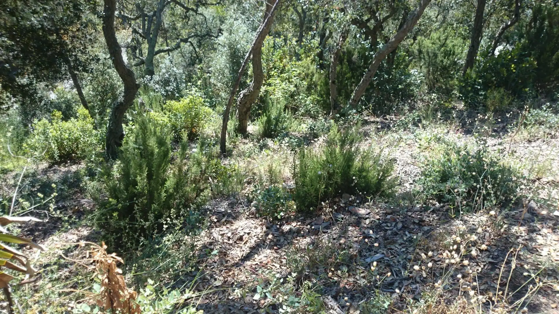 Terrenos y solares en venta en Canyelles, imagen 7