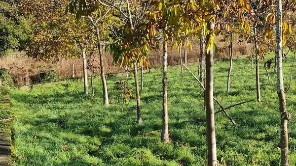 Terreno residenziale in vendita a Camiño do Matadoiro, imagen 7