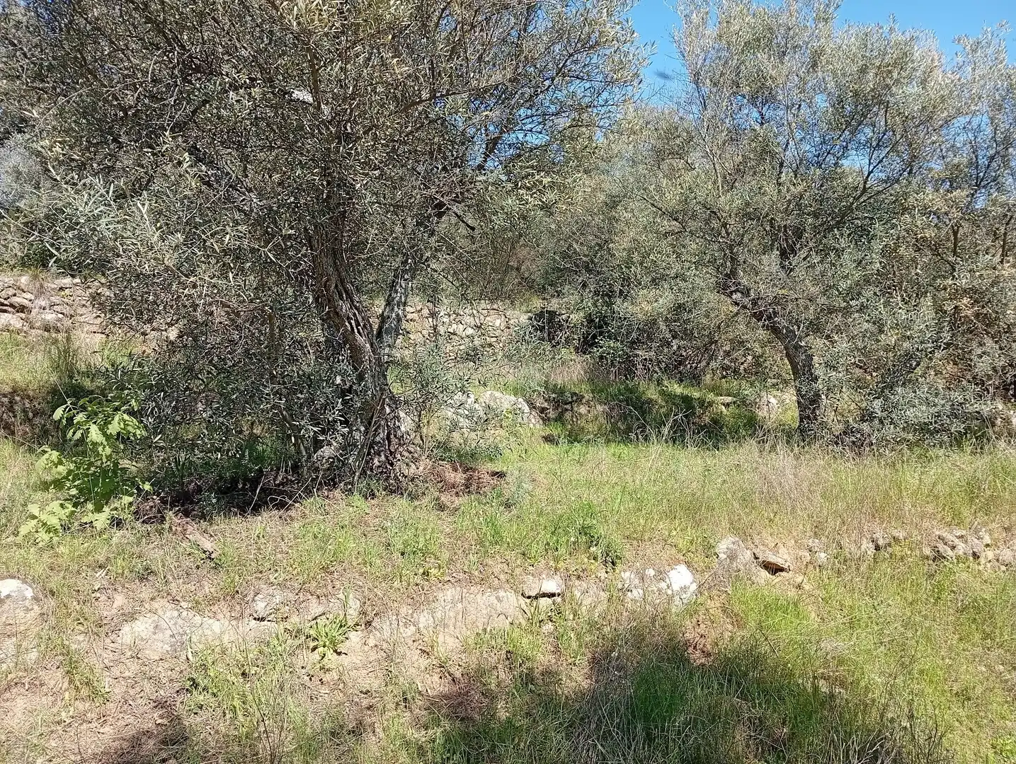Terreni e lotti in vendita a Valverde de la Vera, imagen 42