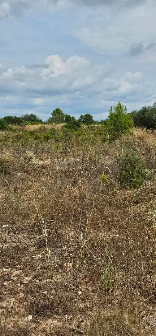 Land for sale in Móra d'Ebre