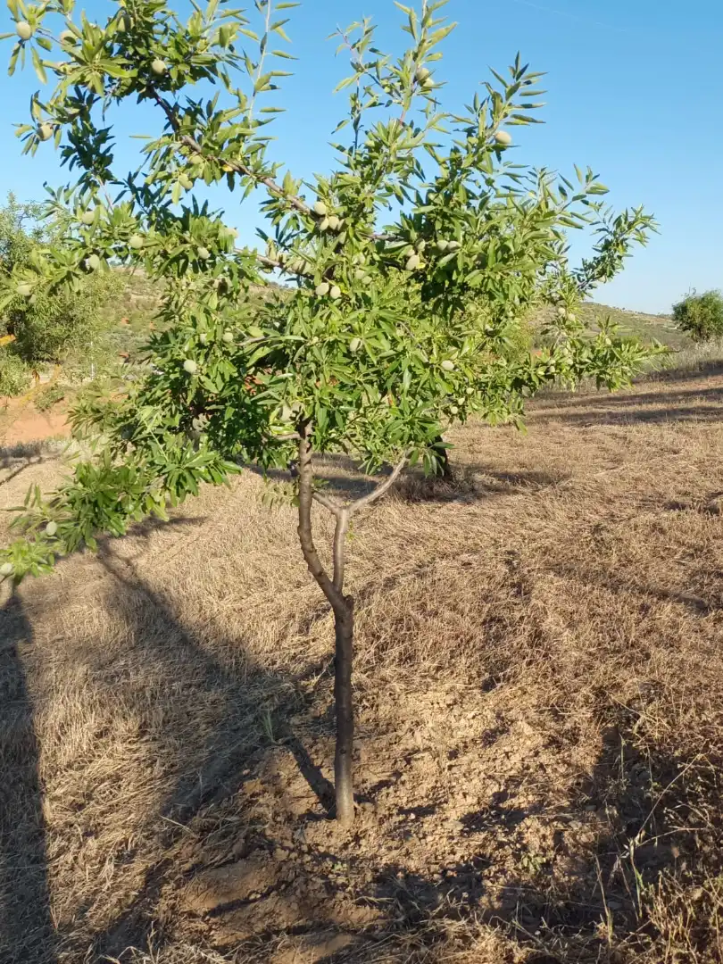 Rural land for sale in Nigüelas, imagen 11