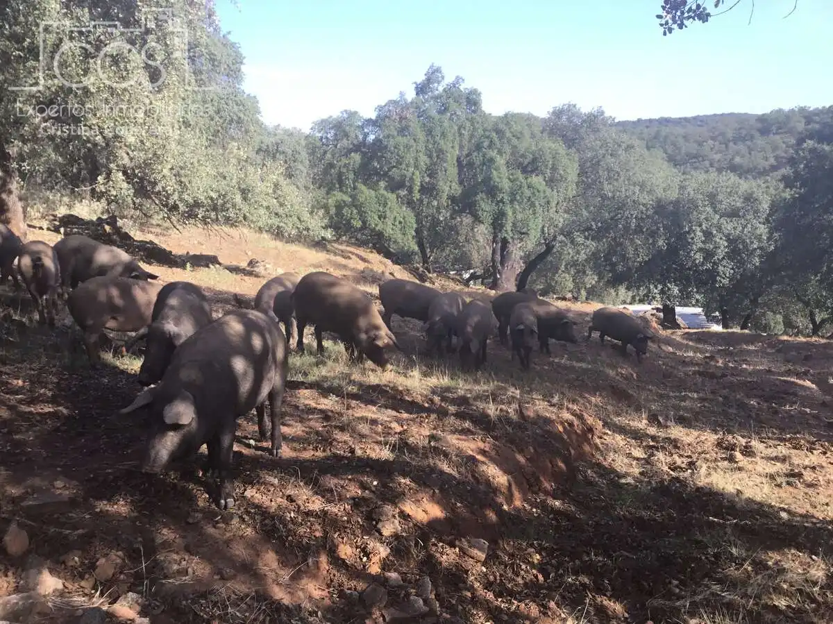 Terreni e lotti in vendita a Cazalla de la Sierra
