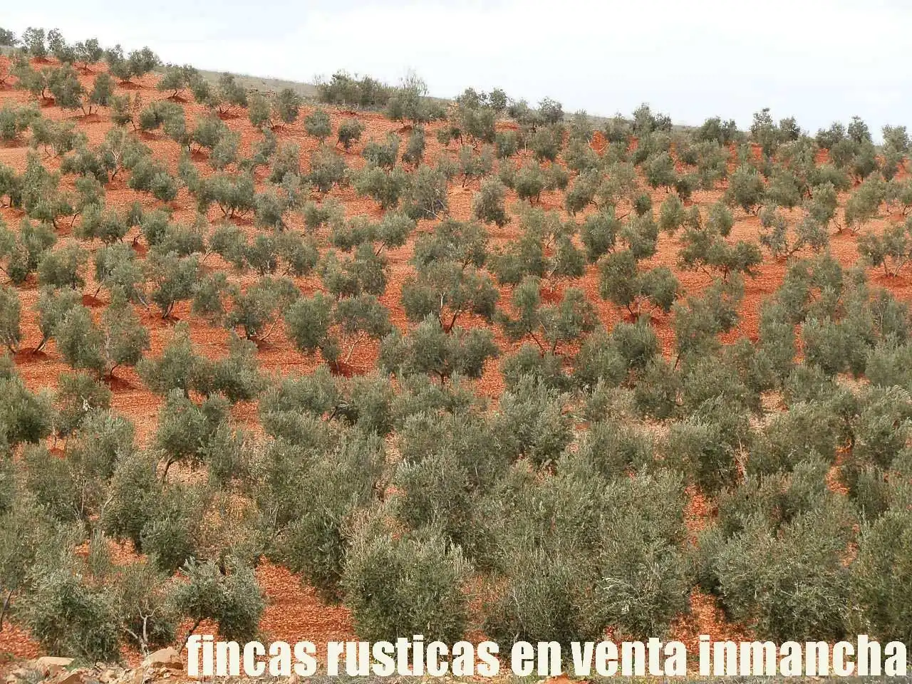 Rural land for sale in Valdepeñas, imagen 12