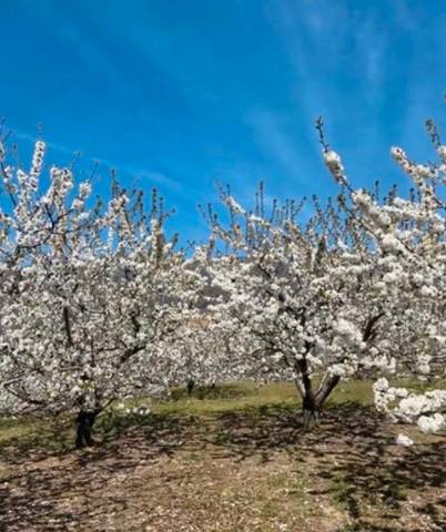 Terreno en Venta en Arroyomolinos de la Vera