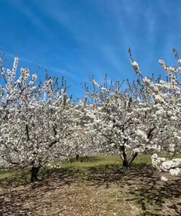 Terreni e lotti in vendita a Arroyomolinos de la Vera