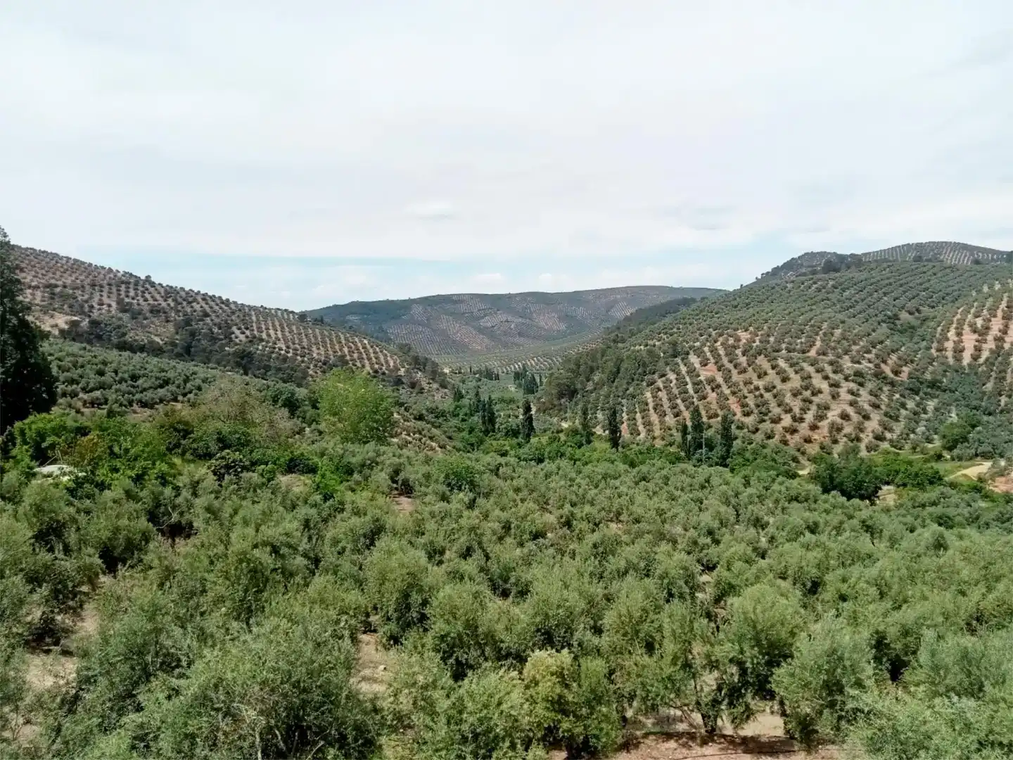Finca rústica en venda en Beas de Segura amb Aire condicionat, Piscina i Moblat
