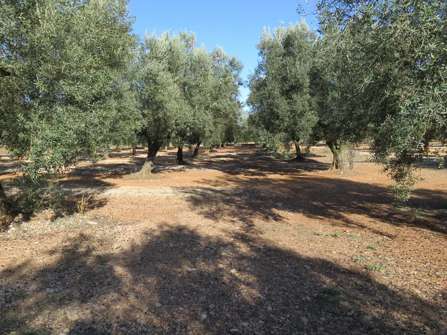 Terreno en venta en Ulldecona