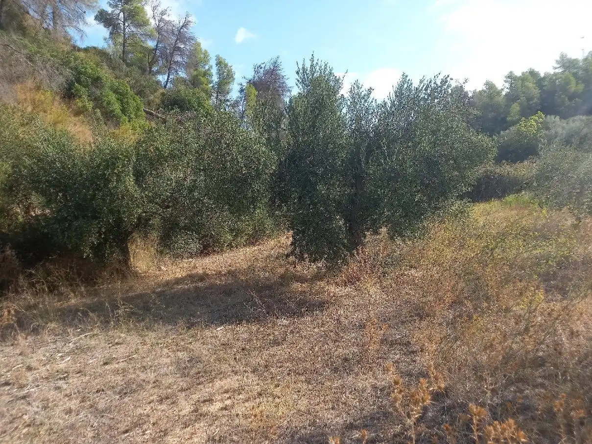 Terreno en venta en La Torre de l'Espanyol