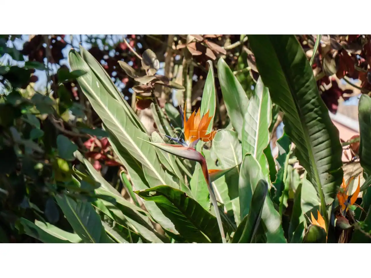 Jardí de Casa o xalet en venda en San Cristóbal de la Laguna amb Jardí privat i Terrassa