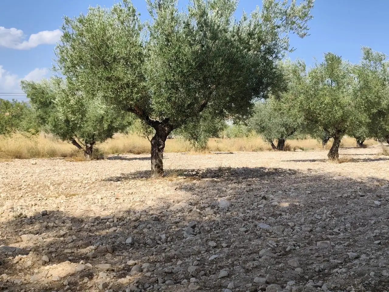 Terreno rustico in vendita a Castalla, imagen 18