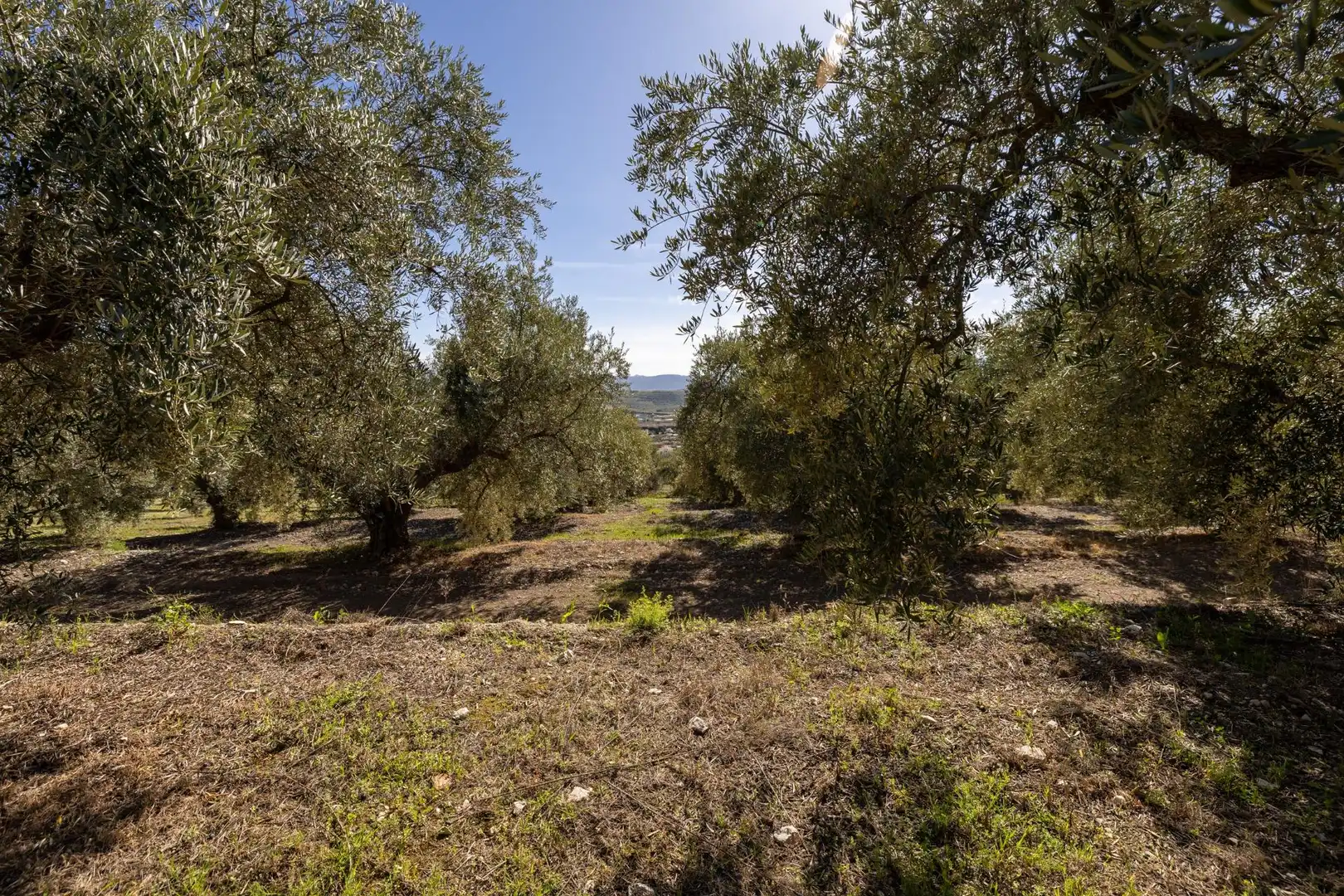 Terreni e lotti in vendita a Dúrcal, imagen 12