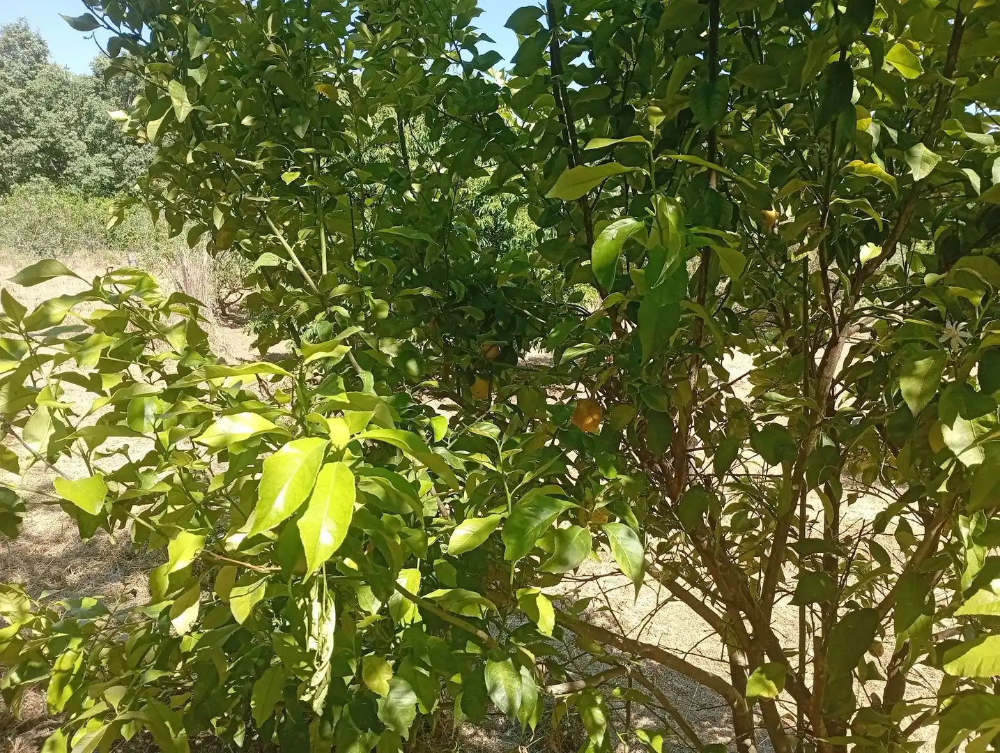 Terreni e lotti in vendita a Villanueva de la Vera, imagen 56