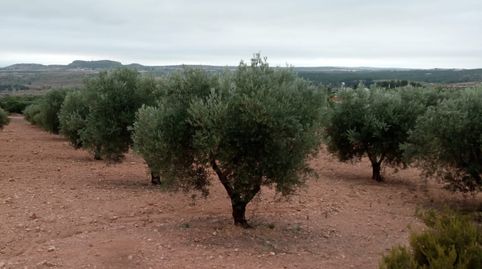 olivar de 30.000 m2, immagine 4