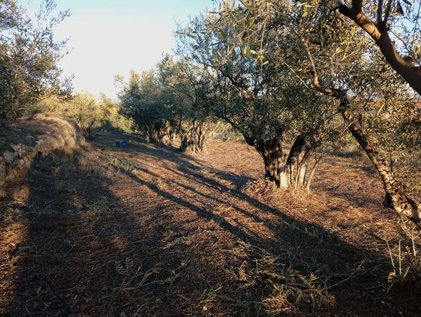 Terreni e lotti in vendita a Villanueva de la Vera, imagen 50